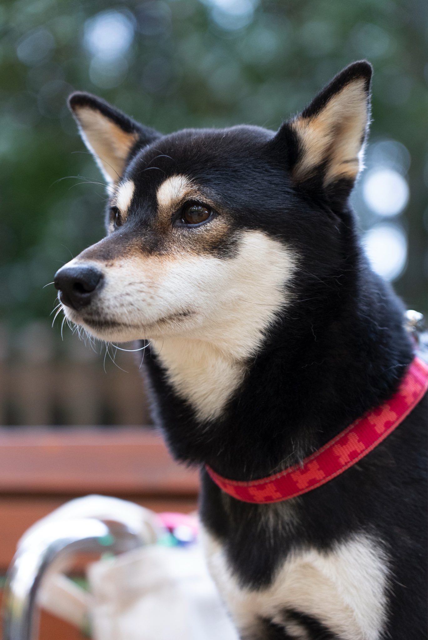 イケメンドッグ Ikemen Dogs Twitter