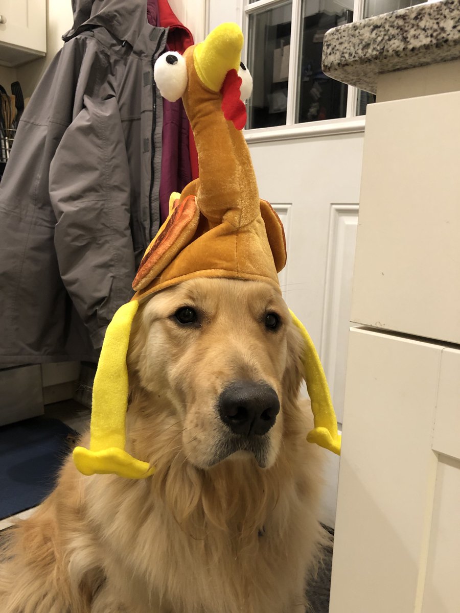 These are pictures of our family’s two turkeys wishing you and all of your turkeys a #HappyThanksgiving!

#DogsOfTwitter #GoldenRetrievers