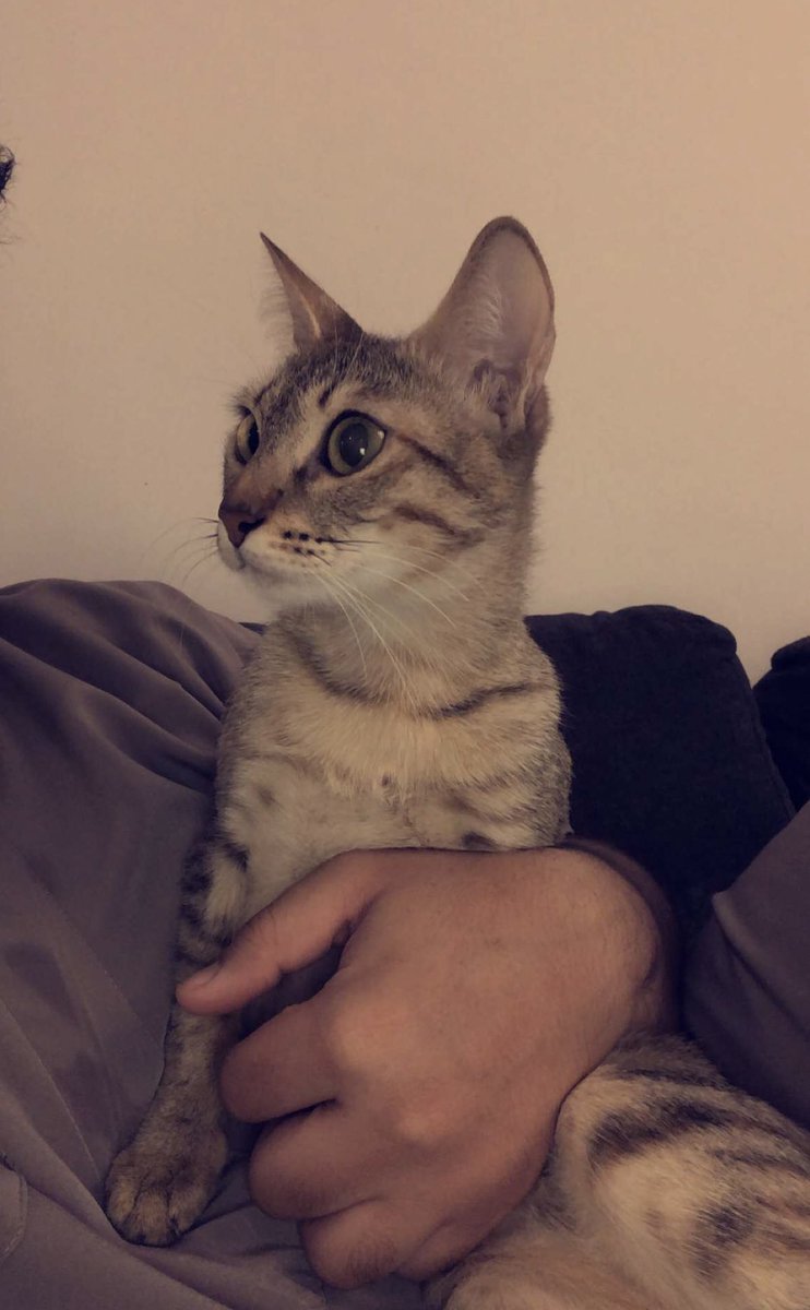 #تبني_لاتشتري
#قطط_للتبني
#قطط #تبني

الرياض
حي الياسمين
ابي احد يتبناها لمدة اسبوع
عدتها معها 
عمرها سنة وثلاث شهور ماخذه تطعيماتها كاملة