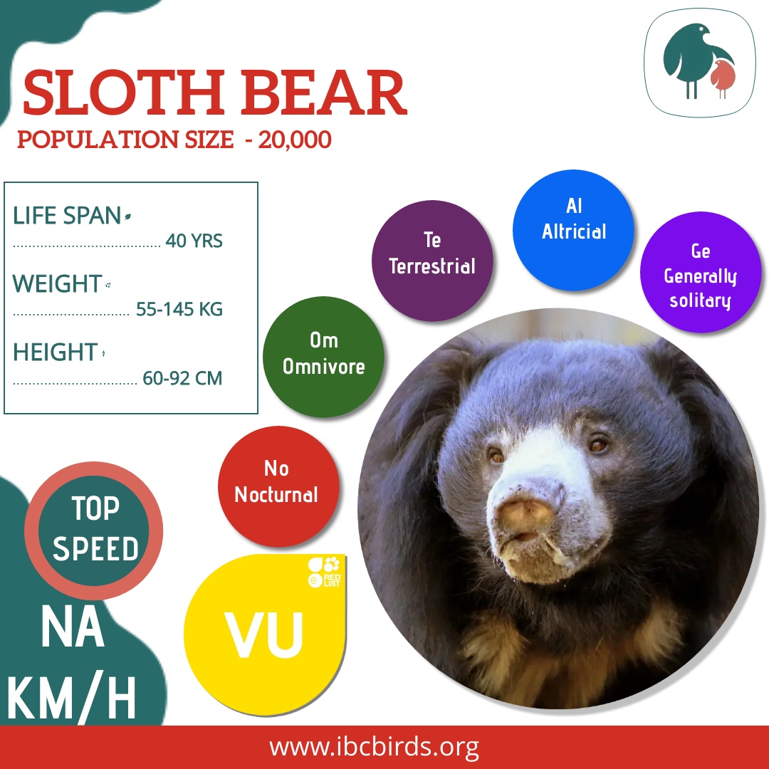 #IBCBIRDS #Mammals

The Sloth bear is a myrmecophagous bear species native to the Indian subcontinent. 

#IBCBIRDS #BIRDS #SlothBear #Bear #Sloth