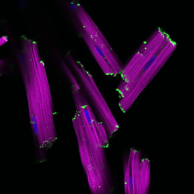 Ben Veerman tweet media