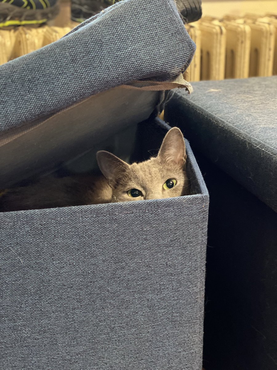 BuffyLord's tweet photo. Martin keeping a critical eye on the goings on. #CatsOfTwitter #catoverlord https://t.co/iGmb6EjP5u
