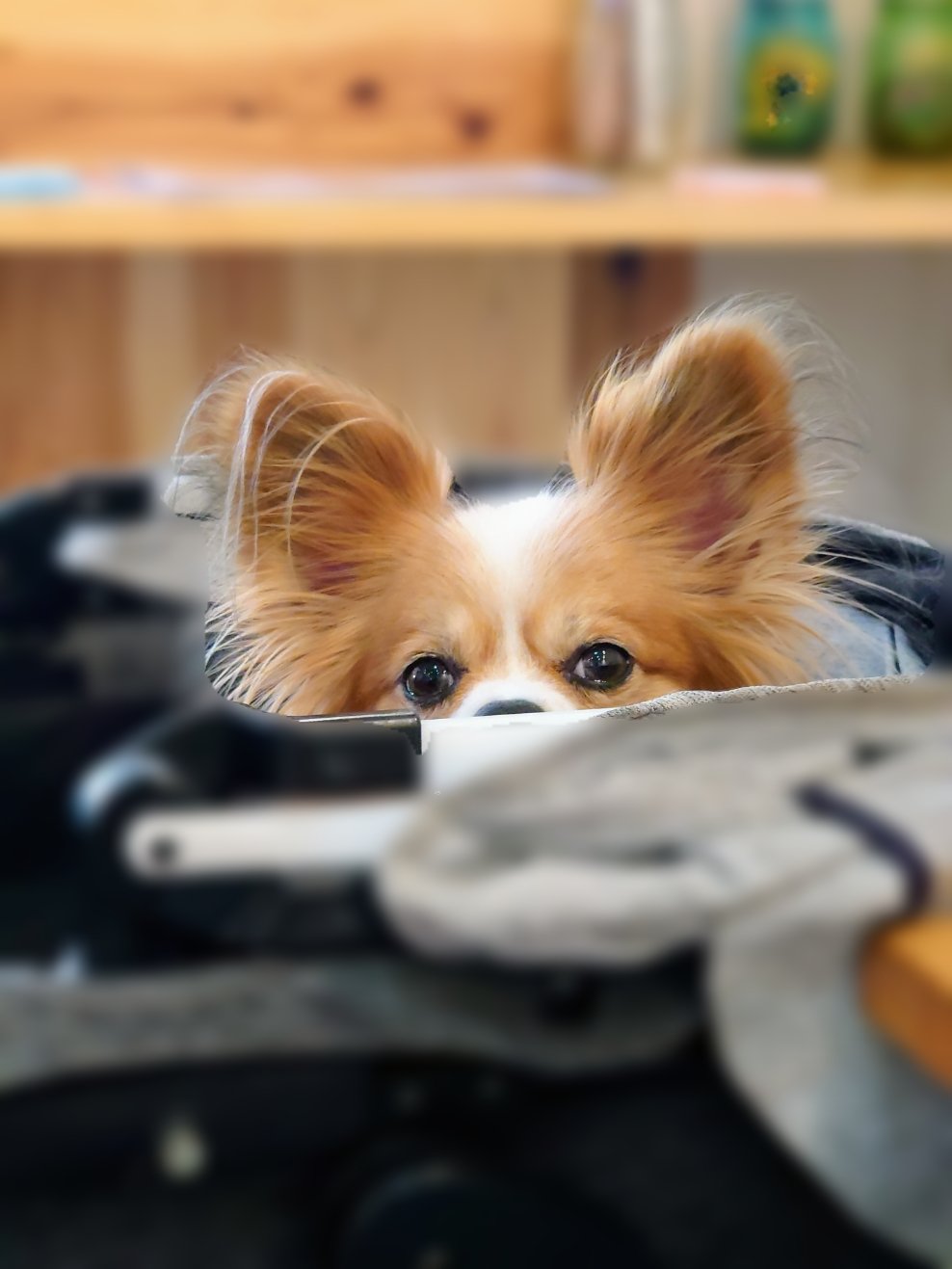 パピコ 何か可愛い パピヨン パピヨン多頭飼い 犬のいる暮らし 犬のいる生活 犬のいる幸せ アニマル 動物 T Co 5begszgzan Twitter