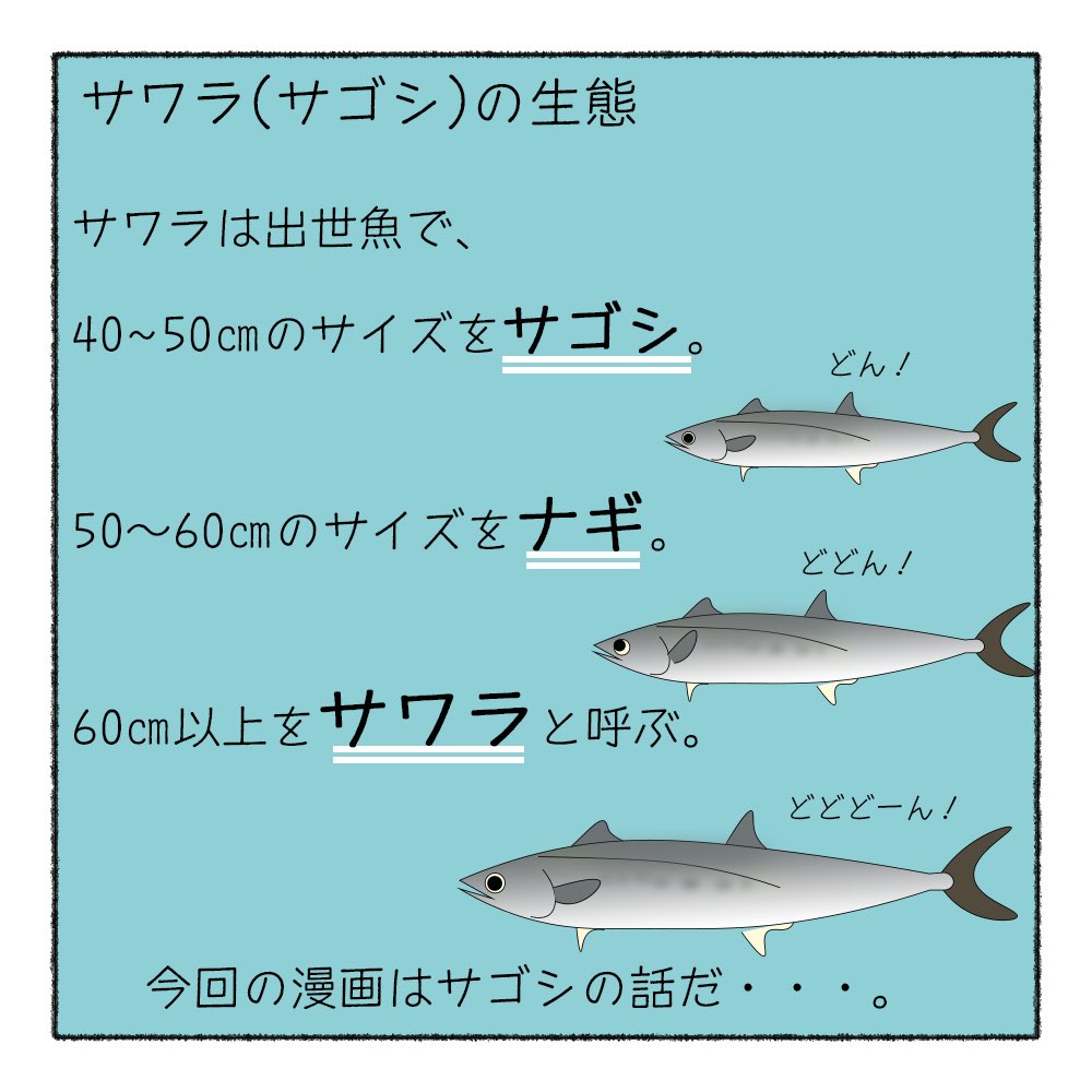 サカナシティ サワラ サゴシ の生態 今までで一番しょうもないです サゴシの文字を見たら ザコシ ハリウッドザコシショウ が頭から離れず こうなりました もはや生態でもなんでもない T Co Trbqhhxsty サワラの釣り方は次回公開予定です