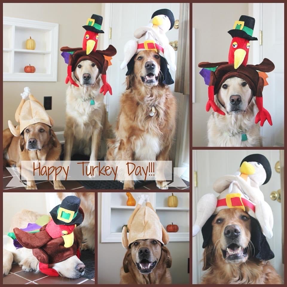 DebraUsher's tweet photo. Happy Thanksgiving https://t.co/fsSkAvM9eD