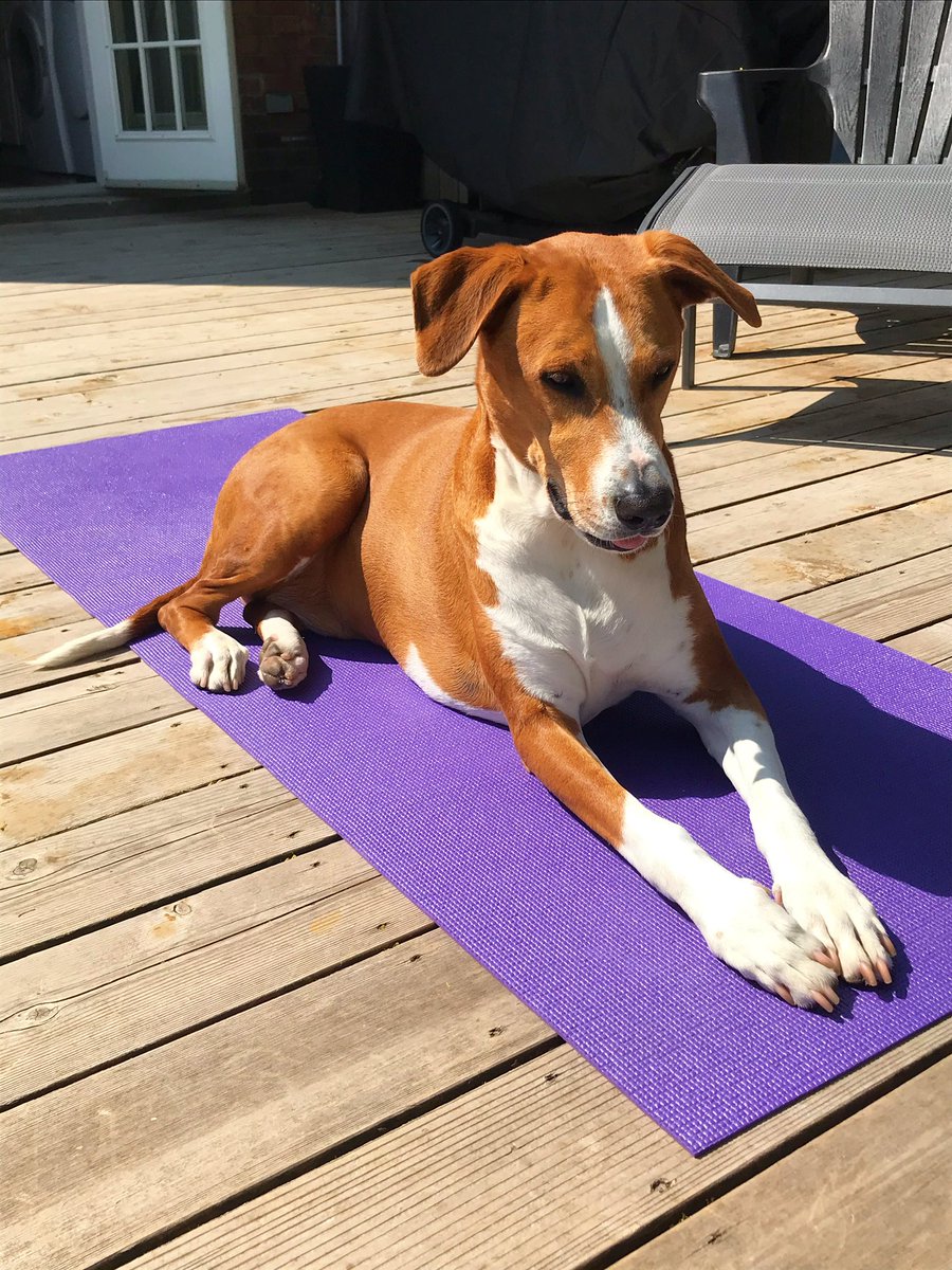 RockyRockstr's tweet photo. practicing my down dog https://t.co/hvrs8FjSOF