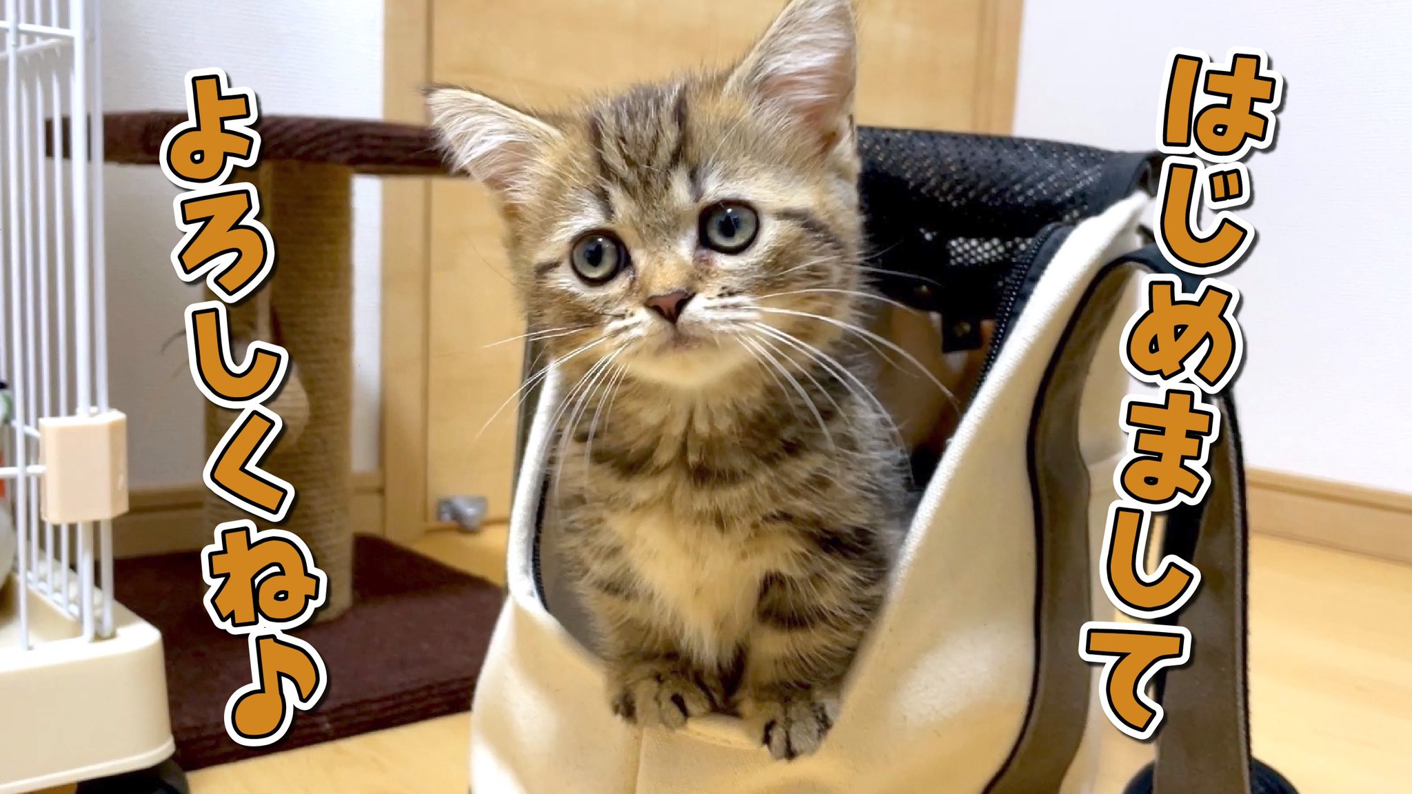 短足マンチカンのプリンとメル 新しい家族としてマンチカンのメルちゃん 男の子 をお迎えしました これからプリンと一緒に可愛がっていただけたら嬉しいです 良かったらyoutubeでお迎えした動画も見てくださいね T Co Dv9qejqrmd