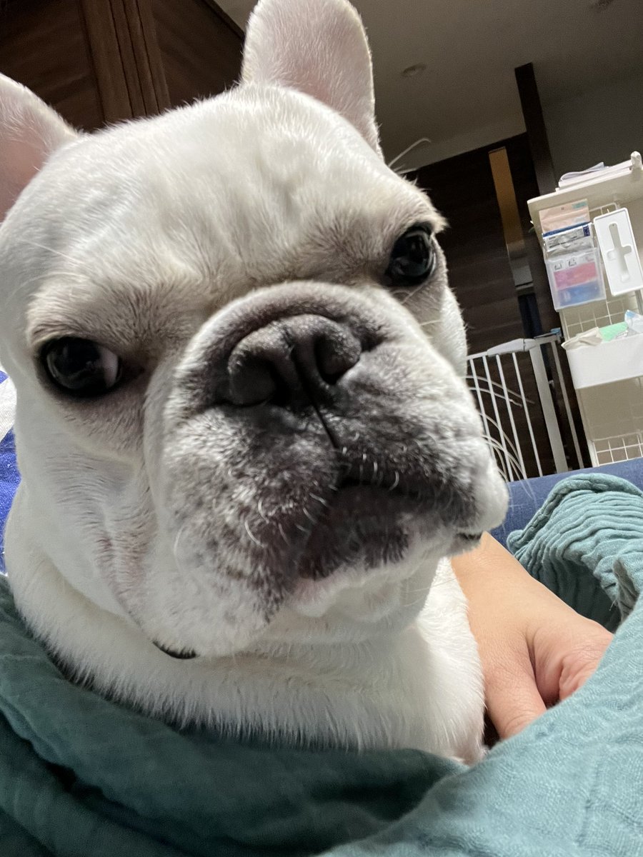 PJ97811032's tweet photo. 今日のぽんじ🐶
いつも本当に行くの??と問いかけられ、後ろ髪引かれながら仕事に行っております😊お見送りしてくれる優しい子です🐶
クラウドファンディングページ👉 https://t.co/uuMPhpNSOD
#拡散希望 #クラウドファンディングに挑戦中 #肺動脈弁狭窄症 #手術
#READFOR #ご支援お願いします https://t.co/9JFNU1yqPS