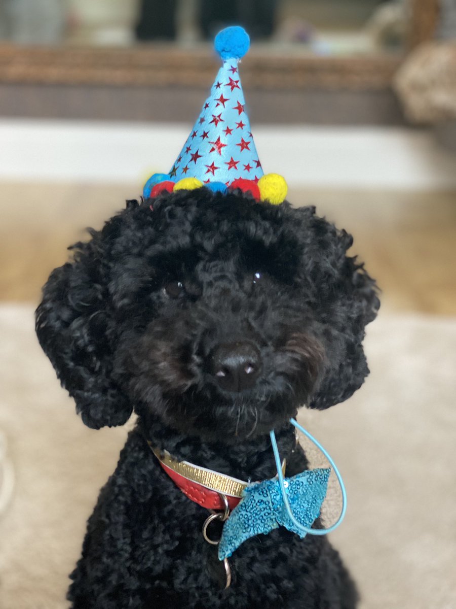 The burfday boy 💛 

#DudleyIsOne #MiniaturePoodle