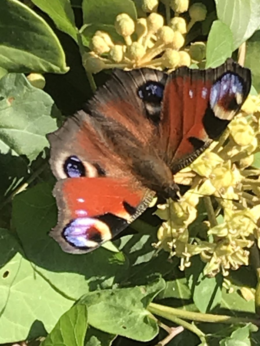Ik vraag iedereen die van natuur houdt een zelfgenomen foto te plaatsen. Alleen foto, geen tekst. Doel is om beetje rust en balans in de negatieve sfeer te creëren. Doe je mee? Kopieer tekst en plaats natuurfoto op je eigen tijdlijn. Dan kunnen we met z’n allen ervan genieten.