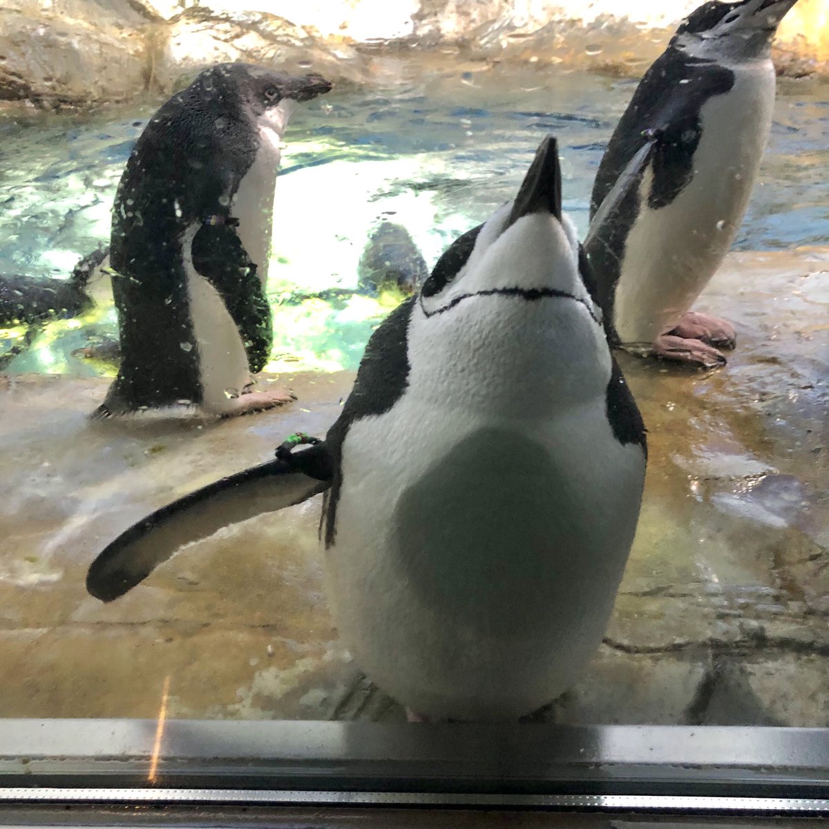 タグ ヒゲペンギン の注目ツイート メガとんトラック