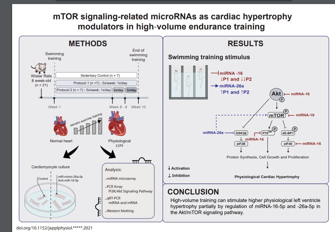 japplphysiol's tweet photo. #ArticleInPress- “mTOR signaling-related #microRNAs as cardiac hypertrophy modulators in high‐volume endurance training” By: Bruno R.A. Pelozin  
https://t.co/d3tG8Ohufw
#JAPPL #mTOR https://t.co/QG88tuUGRg