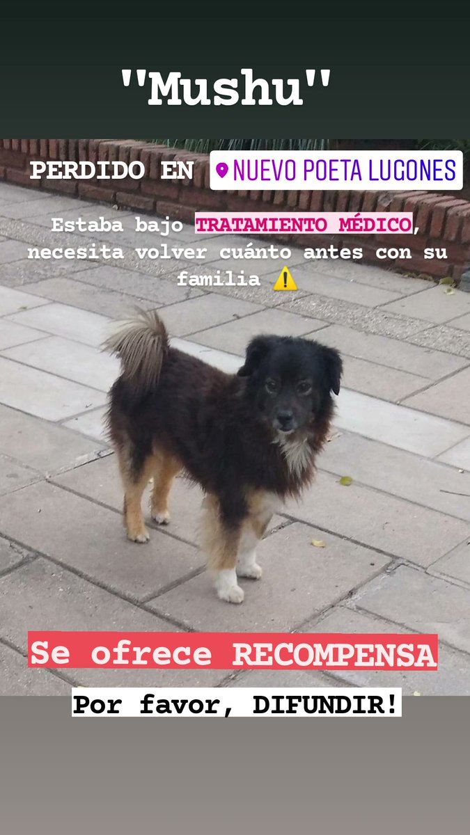 SofiCastagna99's tweet photo. Seguimos buscando a Mushu. Ayuda por favor 💜🙏🏻 https://t.co/EFrRd9SLr2