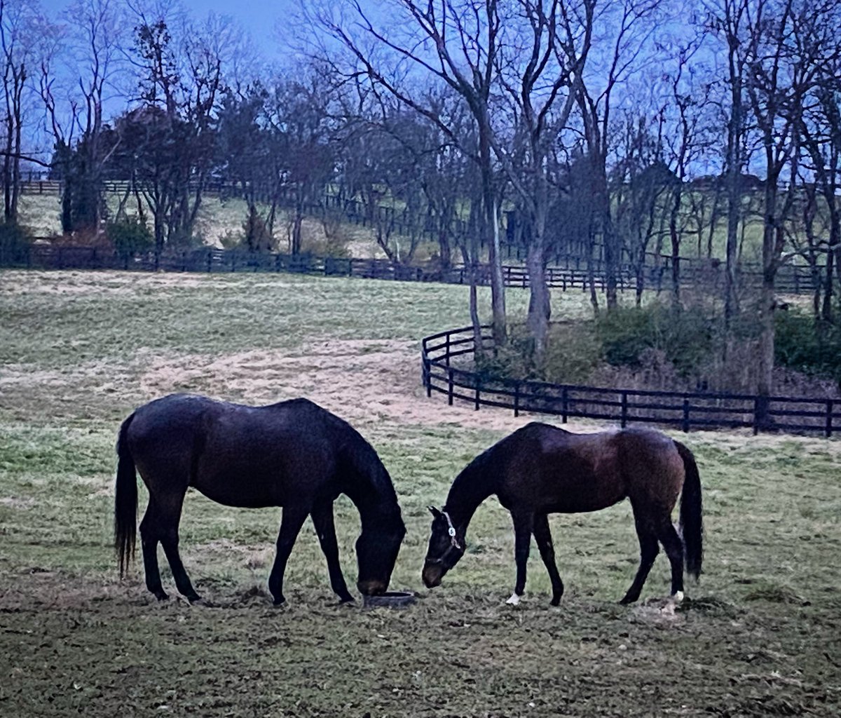JenRoytz's tweet photo. Let’s play “Is It a Mare and Foal or Are They Geldings?”

Hint: We weaned the mares and foals weeks ago. 😂
#thoroughbred #sharethelex #ottb #AffirmedArch #Champagnesonice #fattyboombalatty https://t.co/8xMuZ3rZOD