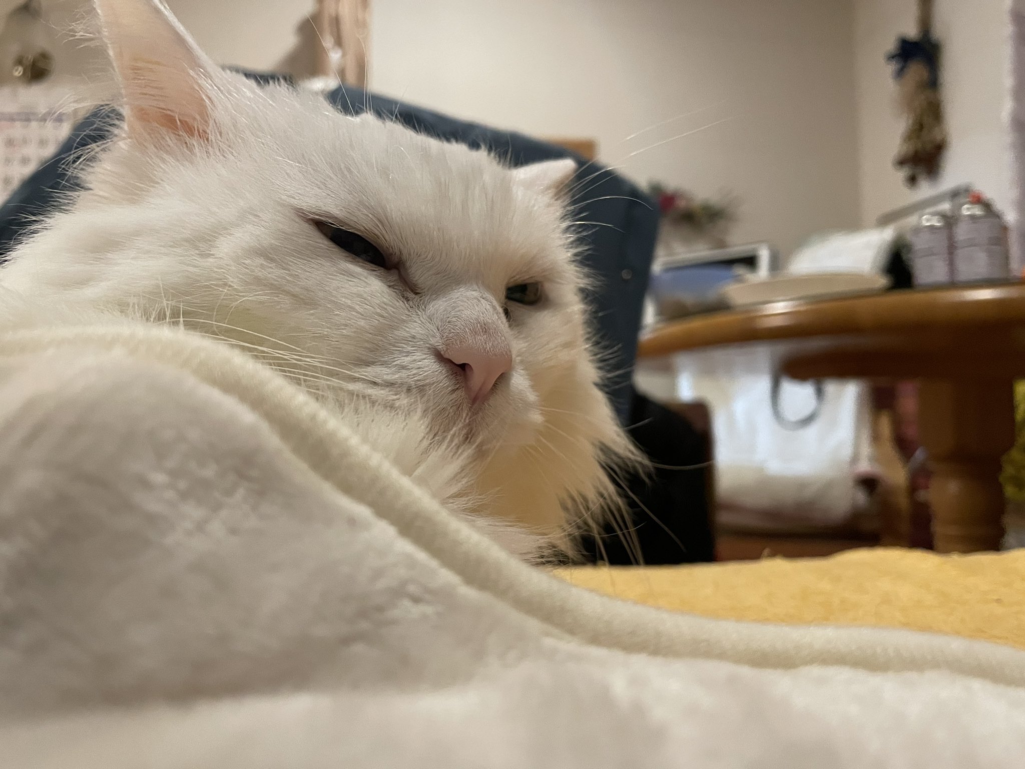 もっけ 猫2匹が天使ちゃんに Moko Momo21 Twitter