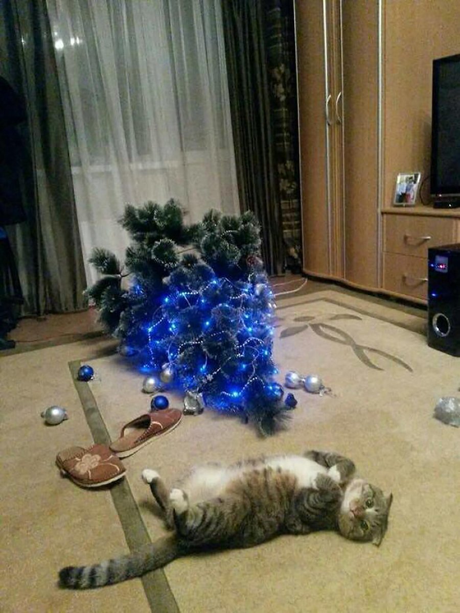 BichinhosFB's tweet photo. Falta um mês para o Natal https://t.co/BPMv4C7NR9