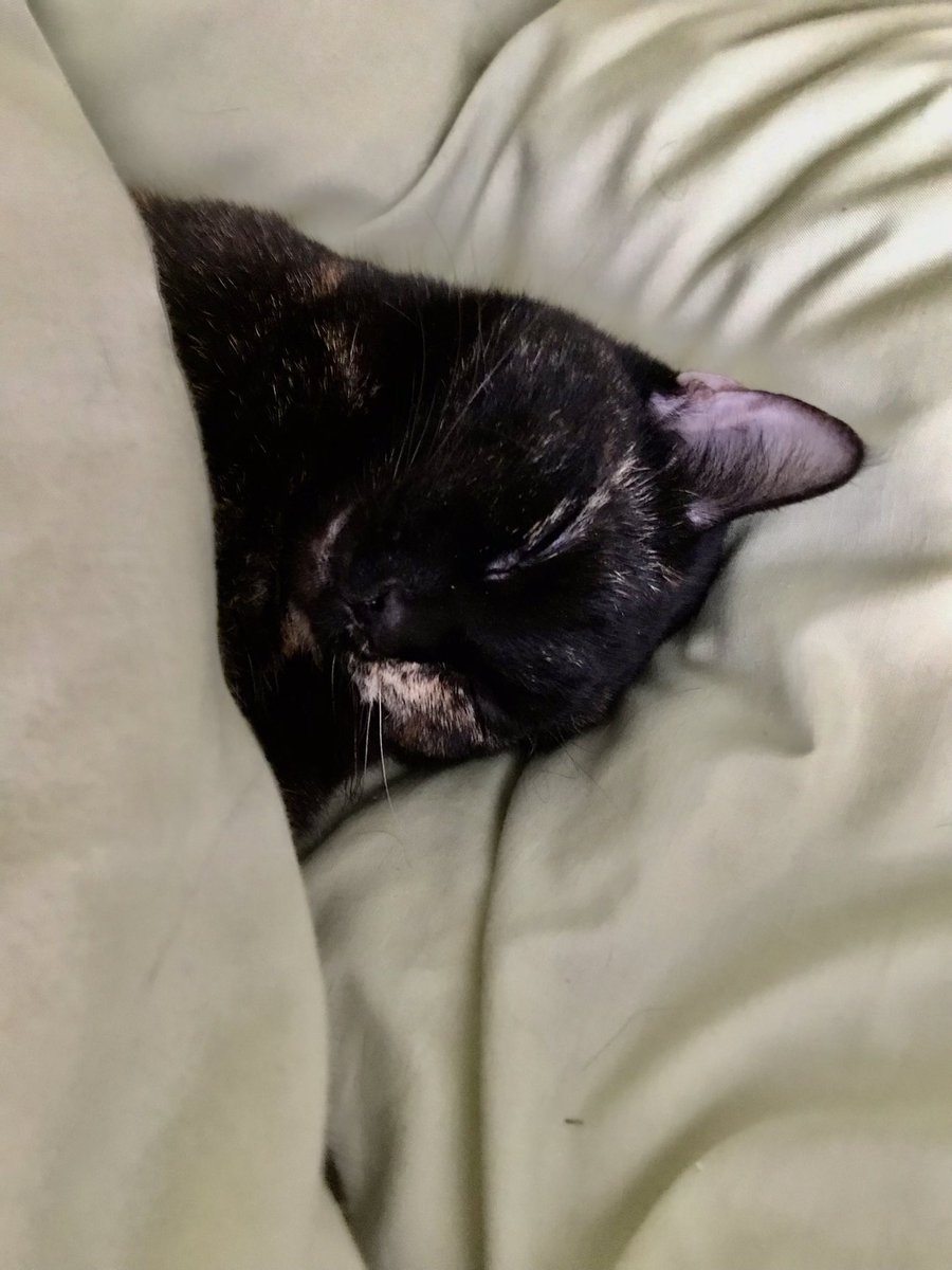 Made myself the filling in a duvet sandwich #CatsOfTwitter I may be sometime 😽 💕🐾