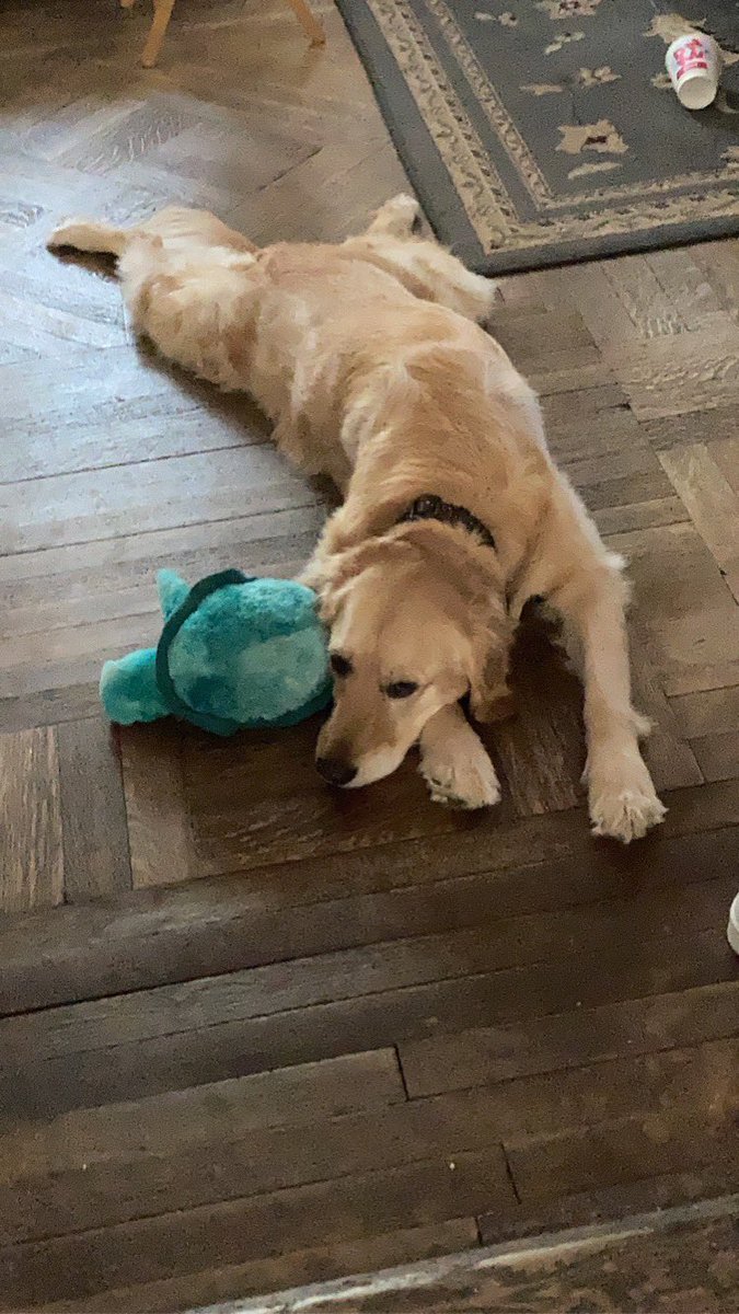 Emmy628's tweet photo. Happy Day of giving thanks :) I have a lot to be thankful for this year. But the thing I am most grateful for is this fluffy face 🥰 we don’t deserve dogs but they are the beat medicine. https://t.co/yBGv34FOQJ