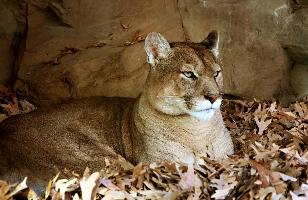caesgatos's tweet photo. PL aumenta pena para quem comete crime contra animais ameaçados de extinção. Legislação atual é branda e prevê até um ano de detenção; punição pode triplicar 👨⚖️https://t.co/PN6fkgF0Ra #cãesegatos #projetodelei #crime #animais #extinção #penalidade #punição #fauna https://t.co/yhlNWOc3Sc