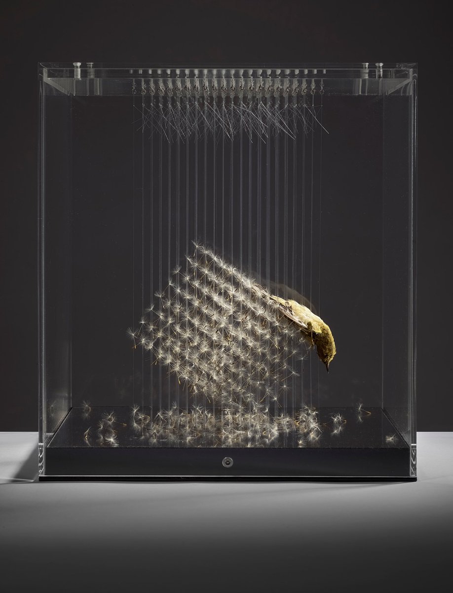 I thought that love was loss⁠
.
2021⁠
Willow warbler skin, dandelion seeds, nylon, mirror, in vitrine ⁠
34.3 x 30.1 x 30.2 cm⁠
.⁠
Photograph John McKenzie