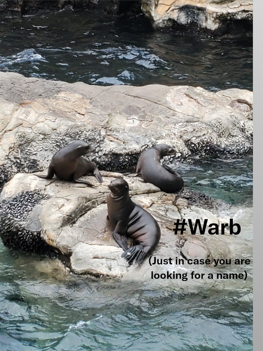 TigerBarbara's tweet photo. @SeaWorld Thank you @SeaWorld for all you do. Your mission is so important Thanks to all your employees for making the park a great place to learn, play and make memories #Warb https://t.co/Drr2JEL2fn
