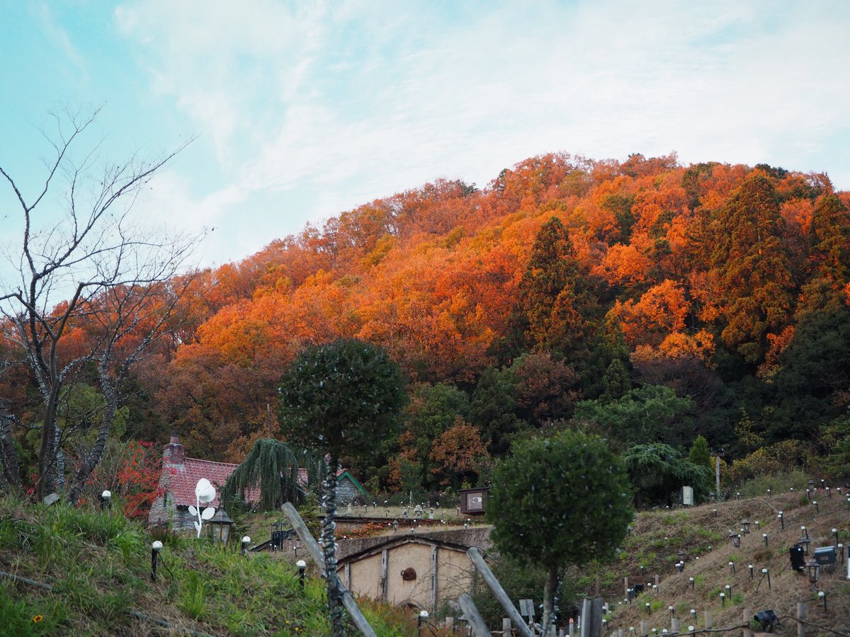 N5Rio's tweet photo. Autumn(2021) https://t.co/hiIMAtIhoD