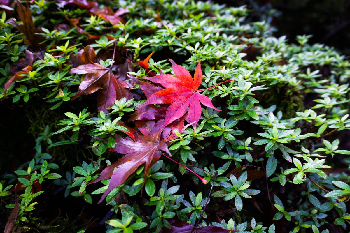 MEndlessjourney's tweet photo. 最近、なかなか写真を載せられず。。。そんな中、自然のアートに癒されました🍁
　
#神社 #紅葉 #landscape #natural #誰か見せたい風景 #旅行が好き #simple #free #neutral https://t.co/r90FSqS9dm