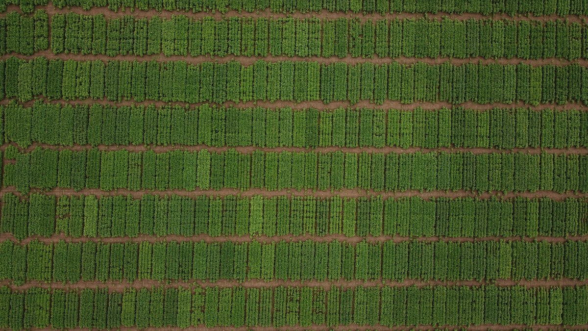 The 2021 Ontario Soybean Trial results are available at gosoy.ca/downloads/OSVT…