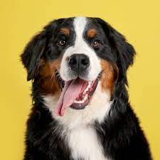 HesperidesRPG's tweet photo. Outro boy do meu rpg com essa vibe é o Ren Kurusu. Mas ele estaria mais pra vibe do Bernese. Um cãozinho muito inteligente, calmo e responsável apesar de sua aparência. 
Totalmente a cara do nosso nerd, não é?  
#hesperidesrpg https://t.co/8V8yE1Zqcx