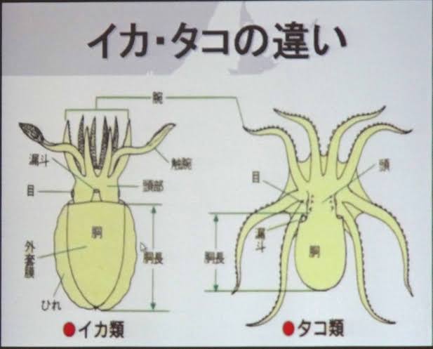 海外のサキイカの袋に描かれたイカのイラストが日本のとはまるで違っていてなんか戸惑う なんと斬新な Togetter