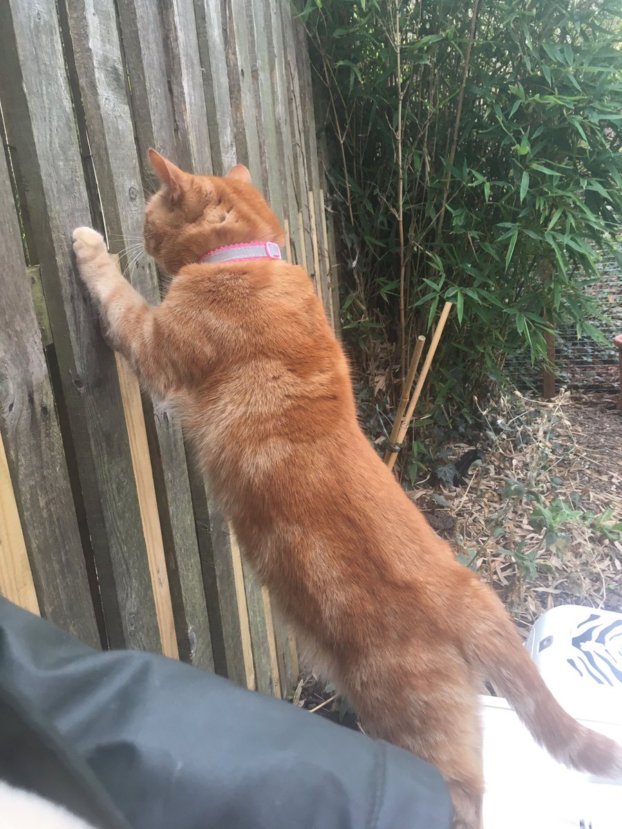 gilllyonart's tweet photo. We came out for some #catio action and a break from #painting but it’s actually #freezingcold ! The kitties are looking at me like “why?” And #gingerpudding retreated back to her box … & #freddiebongo ! 😂 I think this might be a short trip! https://t.co/TqBTBXqY1T