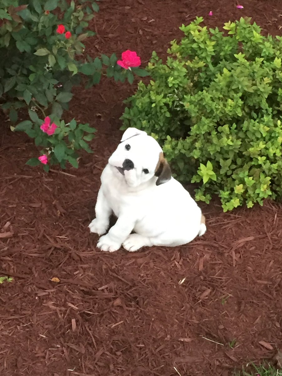 JLight44's tweet photo. @BulldogBurrito her is my Bentley from day 1 to now https://t.co/wXoxCcxwxc