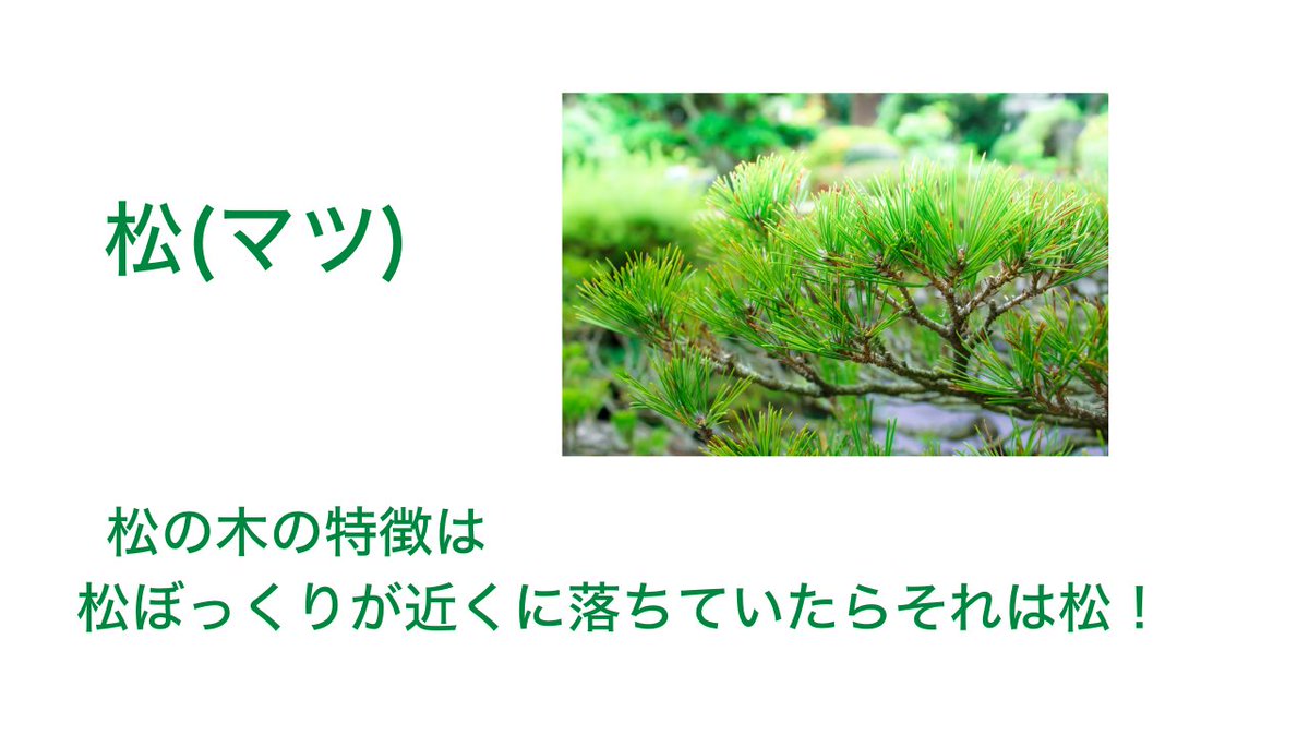 moricrew's tweet photo. 【針葉樹の種類】

このぐらい大雑把に紹介したほうが案外頭に入るのでは？？

クレームは受け付けません❗️笑

森の中を散歩する時にぜひ確認してみてください🌳
木の名前を覚えたら、楽しみも増えてきますね✋ https://t.co/obasyiwJTH
