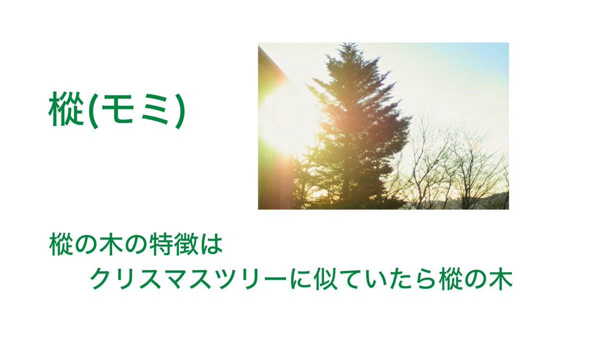 moricrew's tweet photo. 【針葉樹の種類】

このぐらい大雑把に紹介したほうが案外頭に入るのでは？？

クレームは受け付けません❗️笑

森の中を散歩する時にぜひ確認してみてください🌳
木の名前を覚えたら、楽しみも増えてきますね✋ https://t.co/obasyiwJTH