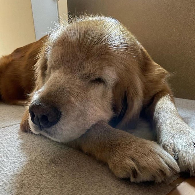 ゴールデンレトリバーのtwitterイラスト検索結果 古い順