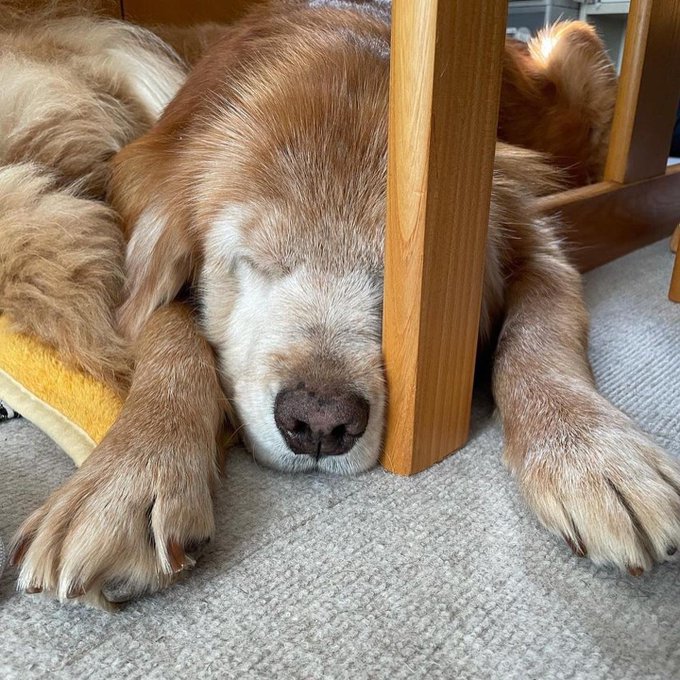 ゴールデンレトリバーのtwitterイラスト検索結果 古い順