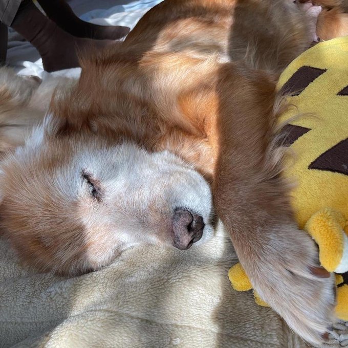 ゴールデンレトリバーのtwitterイラスト検索結果 古い順