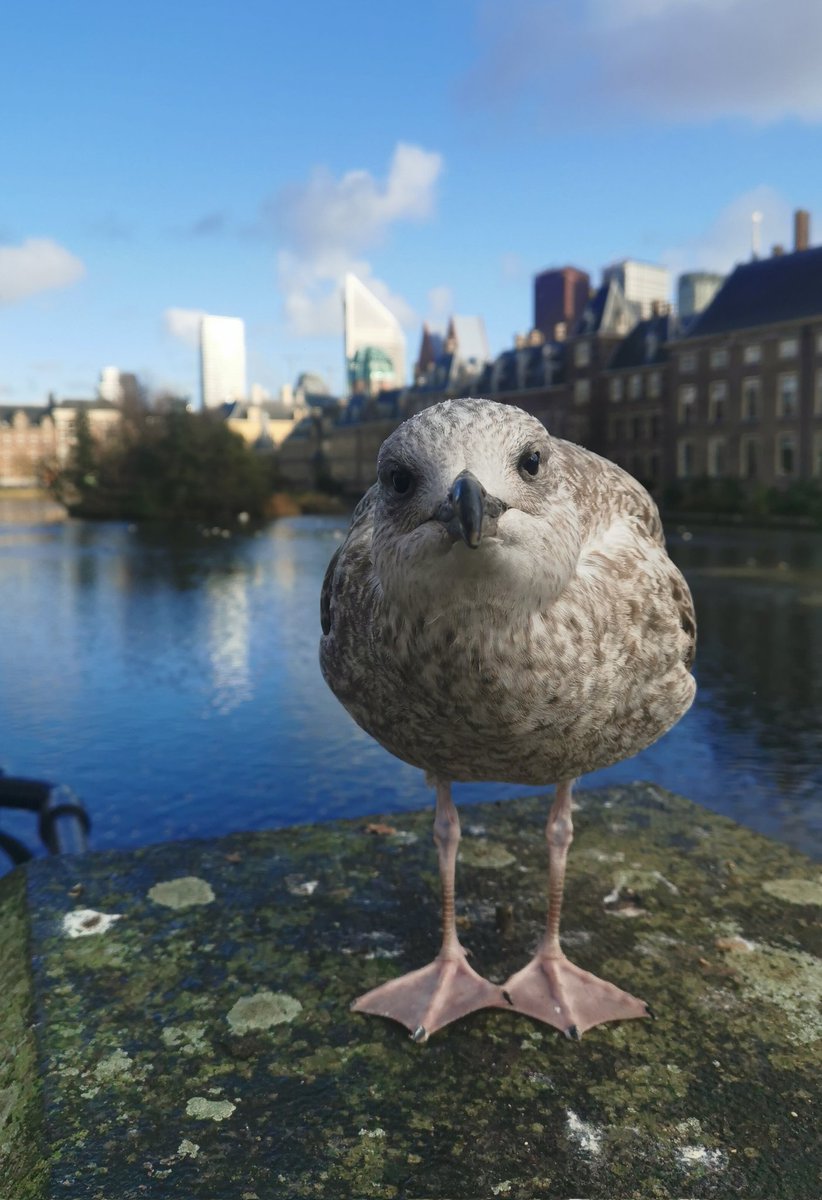 Bij de Hofvijver zit ook deze meeuw vol met vragen.