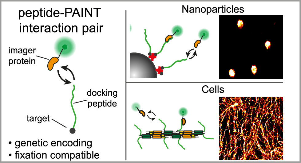 Researchers <a href="/roderick_tas/">RoderickTas</a> <a href="/Fluo_renzo/">Lorenzo Albertazzi</a> <a href="/IKVoets/">Ilja</a> @ICMStue <a href="/TUeindhoven/">TU Eindhoven</a> developed a PDZ domain based approach to perform genetically encoded, fixation compatible peptide-PAINT. 🔬

fal.cn/3k85o /#NLAR