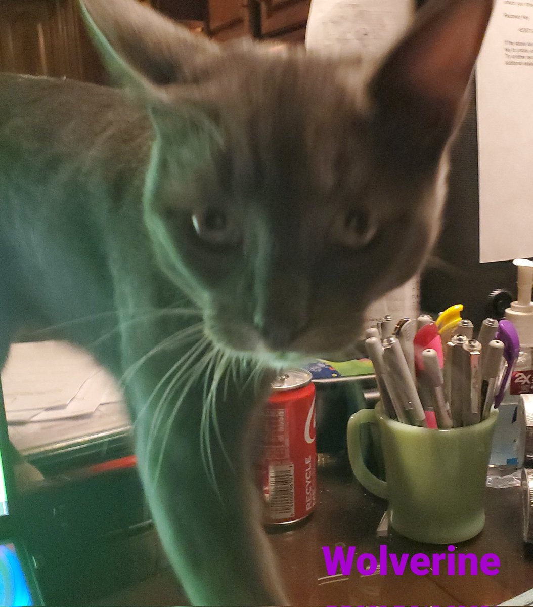 CoyoteWolverine's tweet photo. Happy Fangsgiving!!🦃
We is waiting for treats!
#CatsOfTwitter #kittensoftwitter 
#kittens #Thanksgiving2021 https://t.co/n5zBQZvGXV
