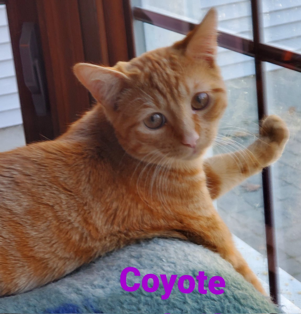 CoyoteWolverine's tweet photo. Happy Fangsgiving!!🦃
We is waiting for treats!
#CatsOfTwitter #kittensoftwitter 
#kittens #Thanksgiving2021 https://t.co/n5zBQZvGXV