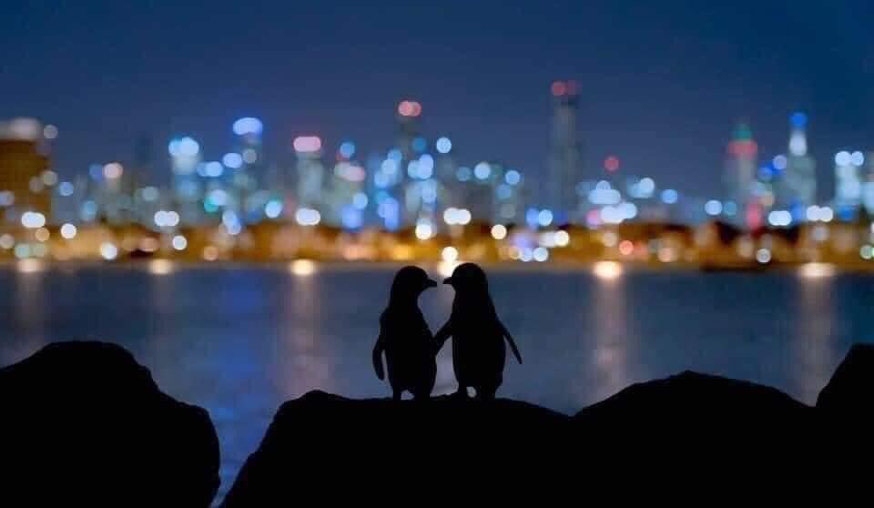 The lighter penguin is an elderly female whose partner died this year. The darker one is a younger male who lost his partner two years ago. Biologists have followed them as they meet every night to comfort each other. They stand for hours together watching the lights. ❤️😭