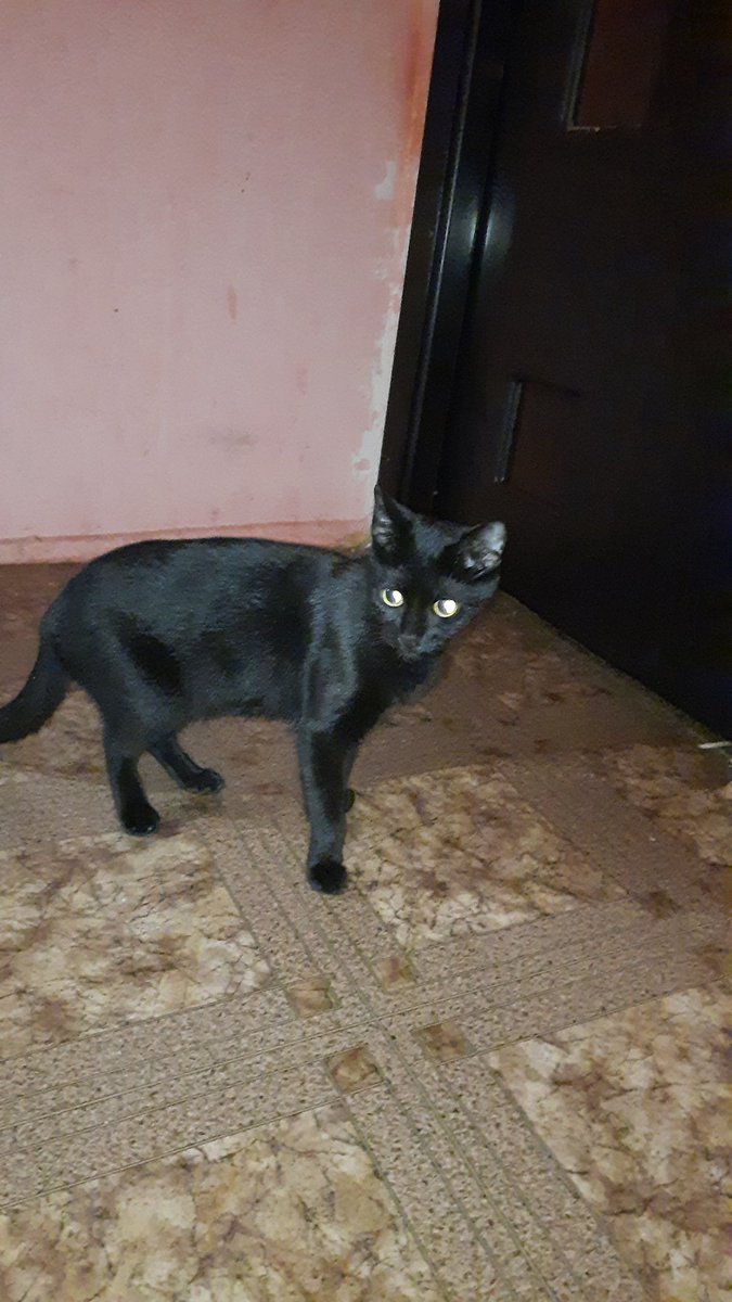 TCMLux's tweet image. #FREEiPhone13 this is Salem
 my cat