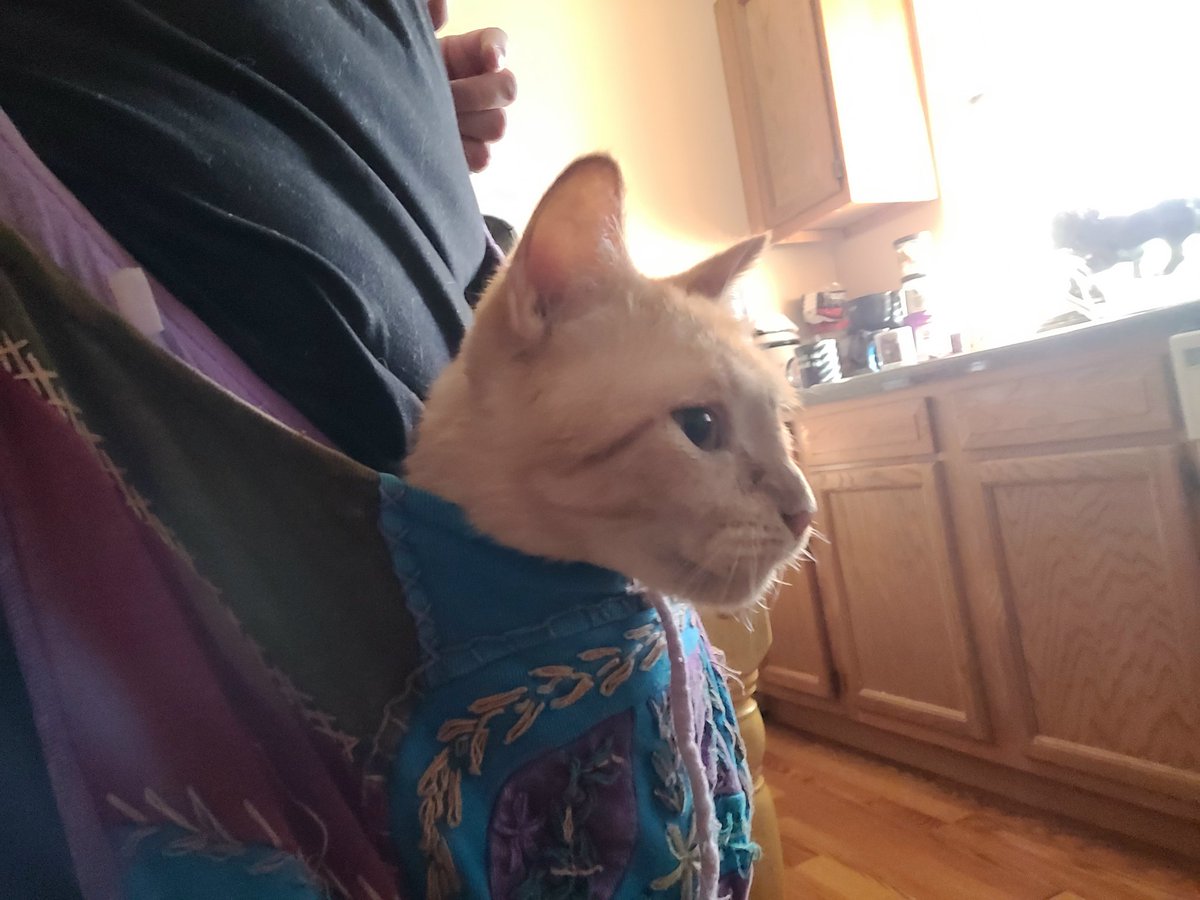 lynnslagle42's tweet photo. I was helping mommy fix Thanksgiving dinner. We love all our followers and hope everyone has a safe day with family! And don't feed your pets any bad foods! #cerebellarhypoplasia #wobblykitty #chkitty #chlove #thanksgivingshenanigans #imacooknow #chefedgar #chickemsandhams https://t.co/fSklZayLvR