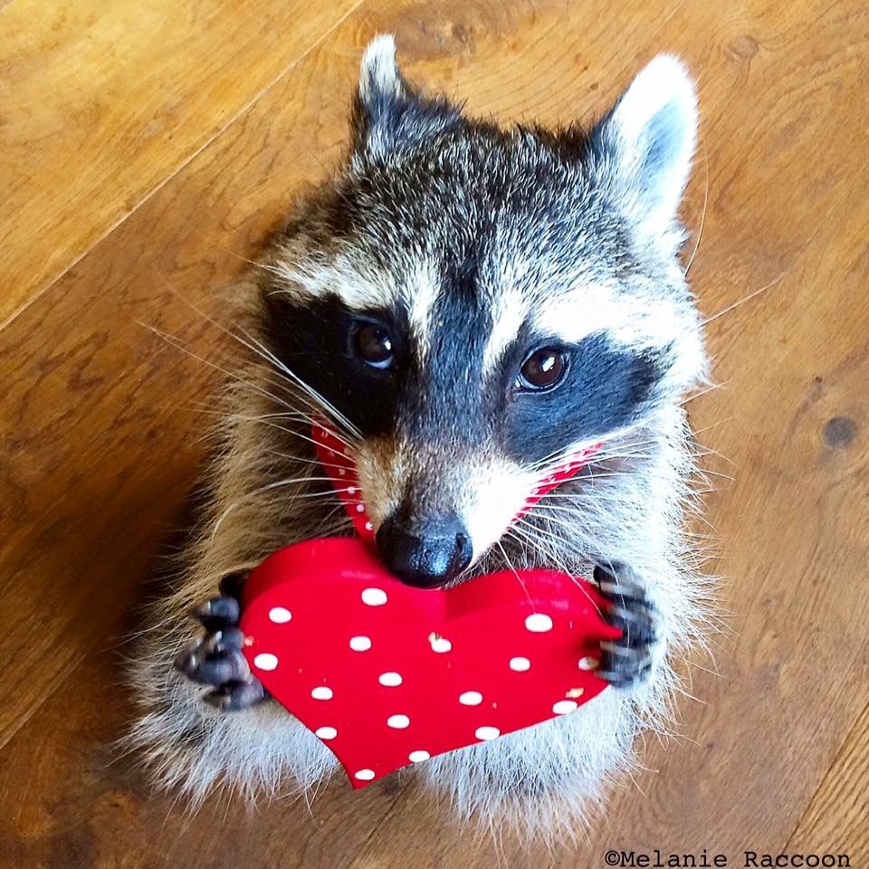 Snow 🦝🎸💤 | 🎗️ | ia mostly tweet media