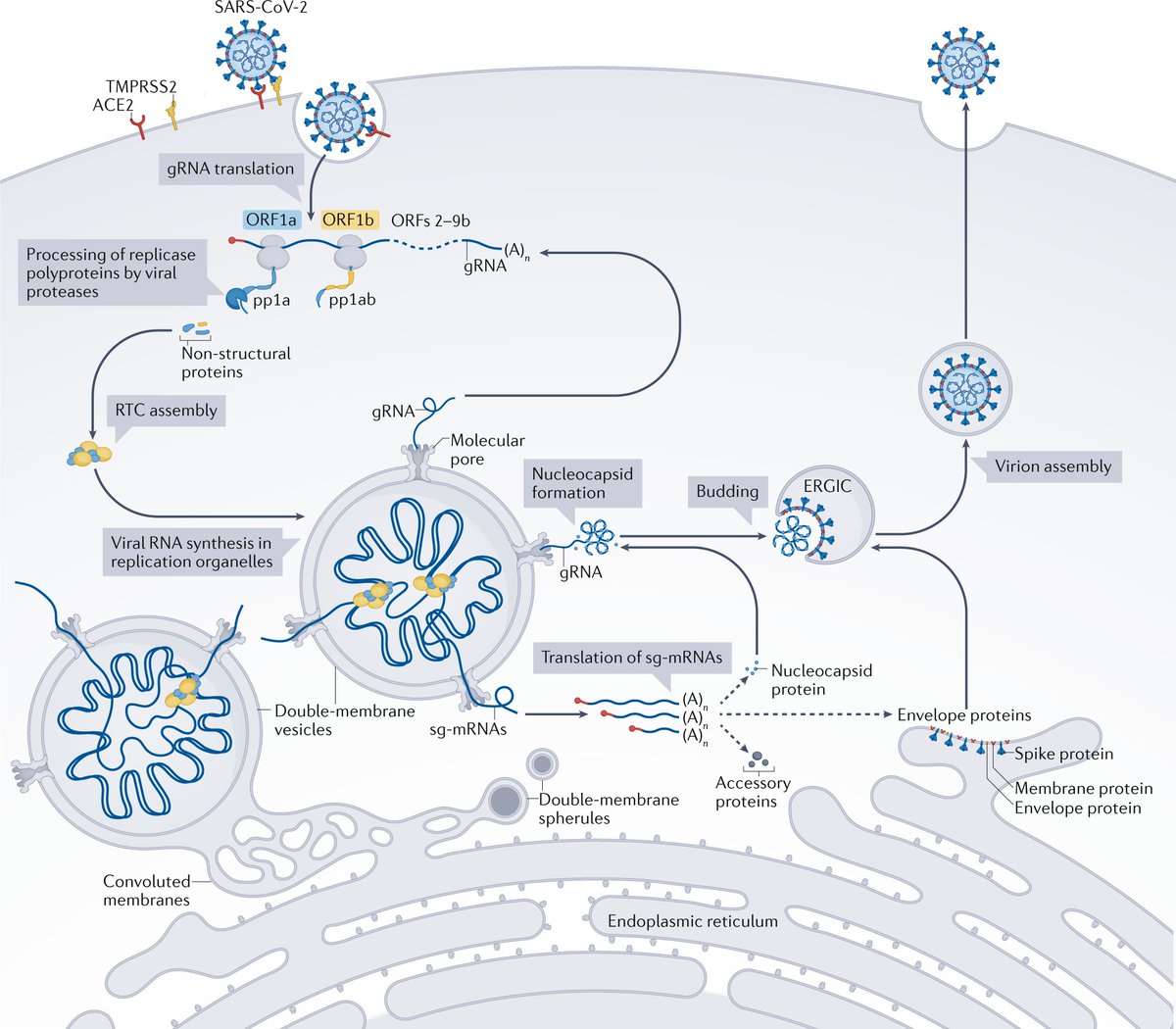 NatRevMCB's tweet image. A must read #Review by Malone, Urakova, Snijder &amp;amp; Campbell on mechanisms of #coronvirus replication and transcription and how they can be targeted by drugs against #SARS_CoV_2 

@LUMC_Leiden @RockefellerUniv
#COVID19 

!!FREE access!! go.nature.com/3FEvX9o