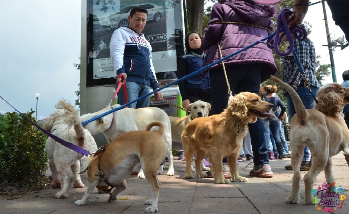 TolucalaBellaCd's tweet photo. Toluca lanza campaña de esterilización para perros y gatos el 03 de diciembre - https://t.co/IY5QtB5qbR 
#Noticias #Últimahora #Macota #CampañaEsterilización #Toluca #NoticiaToluca #Perro #Gato #Michis https://t.co/a7xyuwKLUv