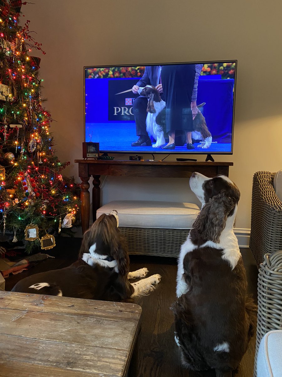 madelinereto's tweet photo. Cheering on the English Springer Spaniel during the #WestminsterDogShow @WKCDOGS https://t.co/C5XkMVnnGC