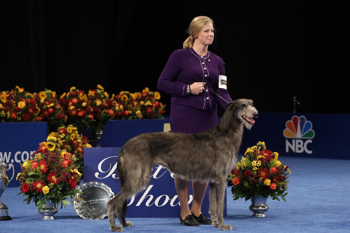 nationaldogshow twitter search twitter