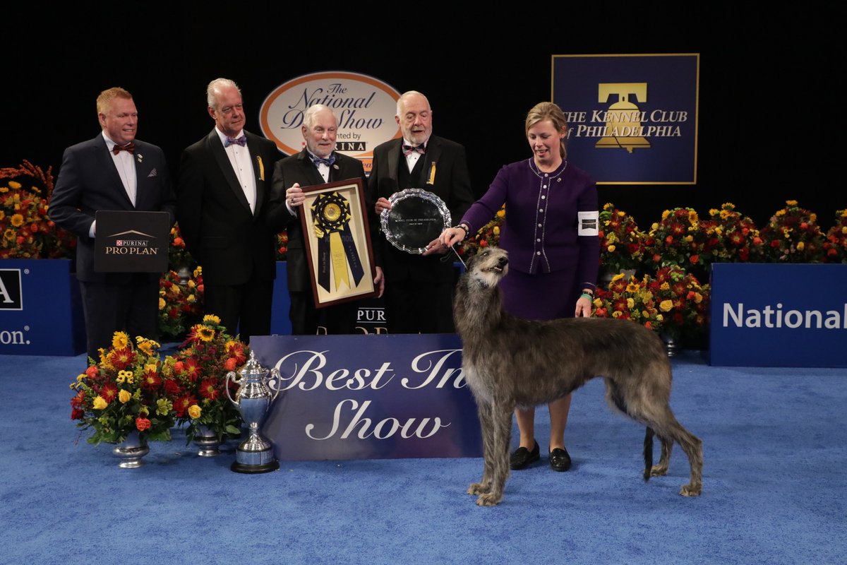 nationaldogshow twitter search twitter